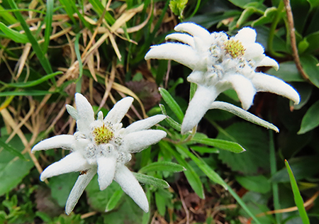 SENTIERO DEI FIORI da Capanna 2000 al Passo di Gabbia -22lu25- FOTOGALLERY
